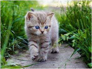 娱乐吃瓜酱旅馆猫咪