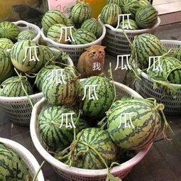 娱乐市场有瓜吃吗